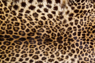 Фотообои - Шкура леопарда 375x250 см цена и информация | Фотообои | 220.lv