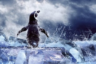 Fototapetes - Pingvīns 375x250 cm cena un informācija | Fototapetes | 220.lv
