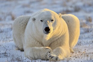 Фотообои - Белый медведь 375х250 см цена и информация | Фотообои | 220.lv