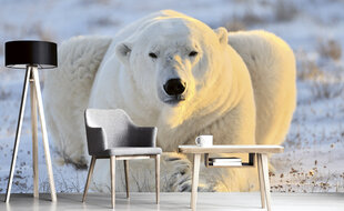 Фотообои - Белый медведь 375х250 см цена и информация | Фотообои | 220.lv