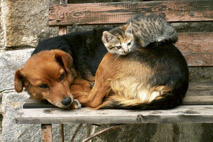 Фотообои - Кошка и собака 375x250 см цена и информация | Фотообои | 220.lv
