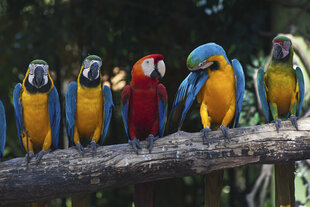 Fototapetes - Krāsaini papagaiļi 375x250 cm cena un informācija | Fototapetes | 220.lv