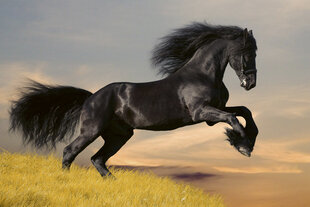 Fototapetes - Melns zirgs 375x250 cm cena un informācija | Fototapetes | 220.lv
