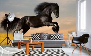 Фотообои - Черная лошадь 375x250 см цена и информация | Фотообои | 220.lv