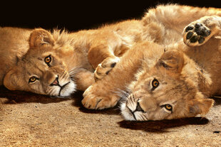 Fototapetes - Mazie lauvēni 375x250 cm cena un informācija | Fototapetes | 220.lv