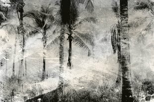 Fototapetes - Melnbaltas palmas 375x250 cm cena un informācija | Fototapetes | 220.lv
