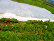 Agroplēve aizsardzībai pret salu 2.10 x 10m 35 g/m² цена и информация | Dārza instrumenti | 220.lv