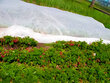 Agroplēve aizsardzībai pret salu 1.60 x 10m 35 g/m² cena un informācija | Dārza instrumenti | 220.lv