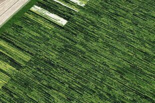 Rugsx ковровая дорожка Adagio, зелёная, 67 см цена и информация | Ковры | 220.lv