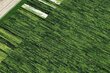 Paklājs ADAGIO, 80 cm, zaļš цена и информация | Paklāji | 220.lv