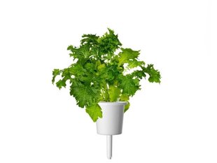 Click & Grow Smart Refill Горчица Wasabi 3 шт. цена и информация | Проращиватели, лампы для растений | 220.lv