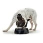Suņu barības bļoda Hunter Kimberley Melamine Black Nerūsējošā tērauda (22,5 x 22,5 x 4,5 cm) cena un informācija | Bļodas, kastes pārtikas | 220.lv