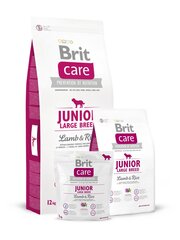 Brit Care Junior Large Breed Lamb & Rice 3 Kg цена и информация | Сухой корм для собак | 220.lv