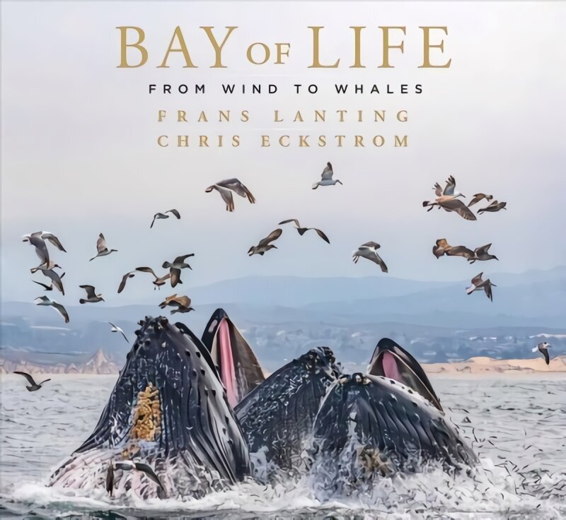 Bay of Life: From Wind to Whales cena un informācija | Mākslas grāmatas | 220.lv
