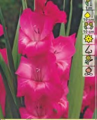 Gladiolas Fidelio sēklas cena un informācija | Sīpolpuķes | 220.lv