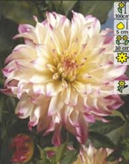 Георгины Ferncliff Illusion цена и информация | Луковичные цветы | 220.lv