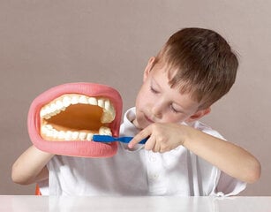 Демонстрационная огромная модель зубов для обучения, 150 х 185 х 140 мм цена и информация | Развивающие игрушки | 220.lv