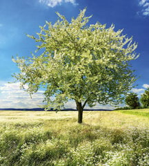 Фотообои - Цветущее дерево  225х250 см цена и информация | Фотообои | 220.lv