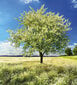 Fototapetes - Ziedošs koks 225x250 cm cena un informācija | Fototapetes | 220.lv