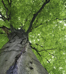 Фотообои - Верхушки деревьев 225х250 см цена и информация | Фотообои | 220.lv