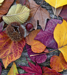 Fototapetes - Rudens lapas 225x250 cm cena un informācija | Fototapetes | 220.lv