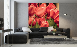 Fototapetes - Sarkanas tulpes 225x250 cm cena un informācija | Fototapetes | 220.lv