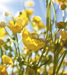 Fototapetes - Dzelteni ziedi pļavā 225x250 cm cena un informācija | Fototapetes | 220.lv