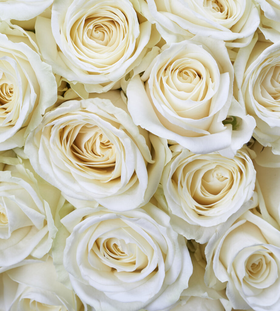 Fototapetes - Baltās rozes 225x250 cm cena un informācija | Fototapetes | 220.lv