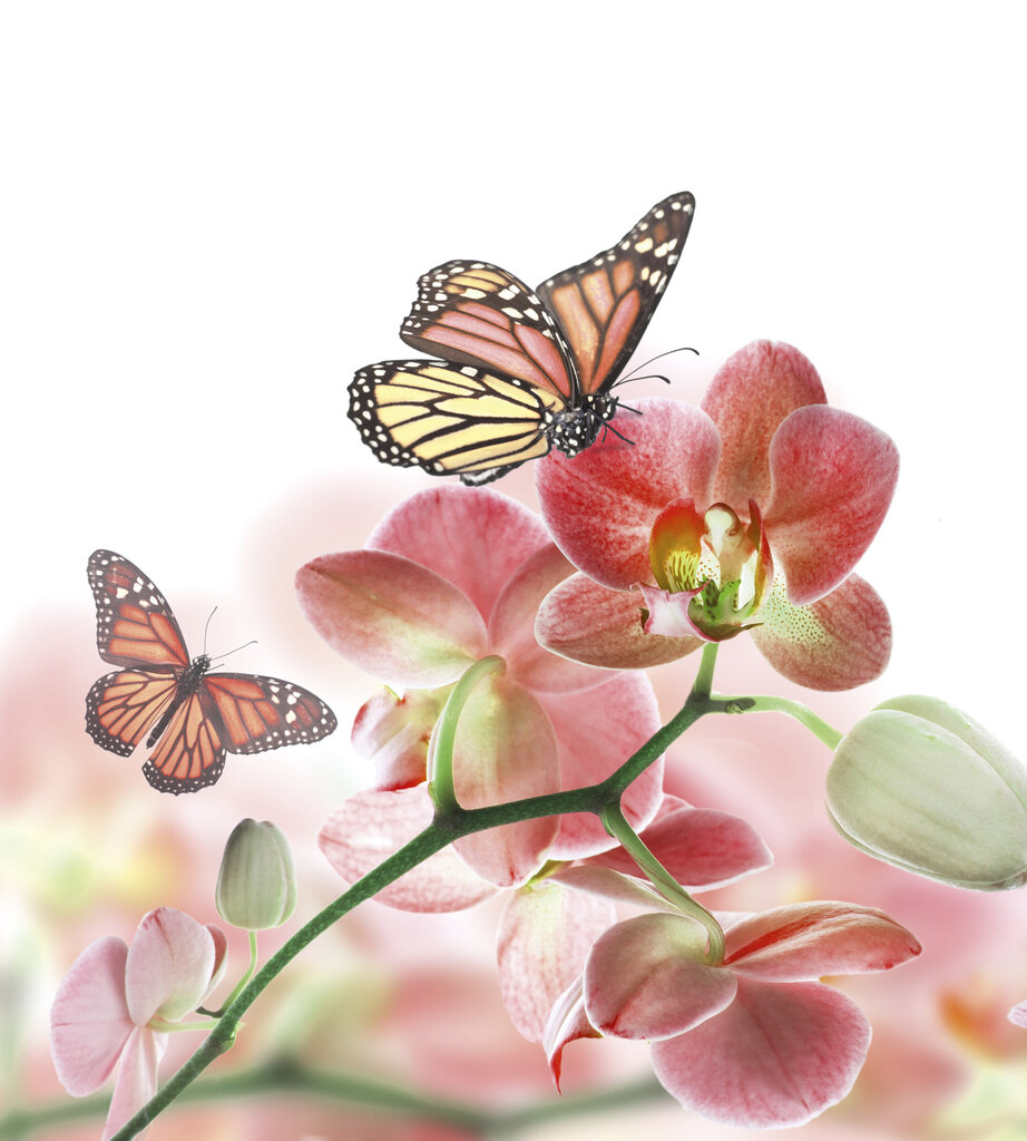 Fototapetes - Orhidejas un tauriņš 225x250 cm cena un informācija | Fototapetes | 220.lv