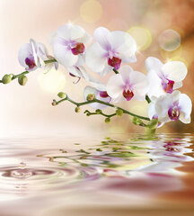 Fototapetes - Baltā orhideja 225x250 cm cena un informācija | Fototapetes | 220.lv