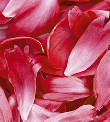 Fototapetes - Sarkanās ziedlapiņas 225x250 cm cena un informācija | Fototapetes | 220.lv