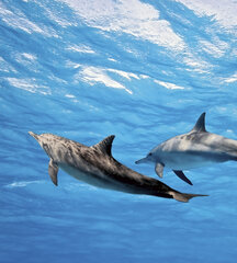 Фотообои - Дельфины 225х250 см цена и информация | Фотообои | 220.lv