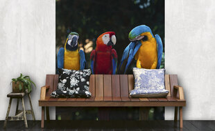 Fototapetes - Krāsaini papagaiļi 225x250 cm cena un informācija | Fototapetes | 220.lv