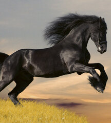 Fototapetes - Melns zirgs 225x250 cm cena un informācija | Fototapetes | 220.lv