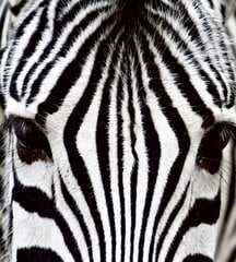 Fototapetes - Zebra 225x250 cm cena un informācija | Fototapetes | 220.lv