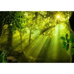 Фотообои, в солнечном лесу цена и информация | Фотообои | 220.lv