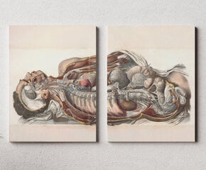 Glezna 2 daļas Cilvēka anatomija, 140x100 cm, Wolf Kult cena un informācija | Gleznas | 220.lv