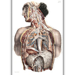 Картина Анатомия II, 100x70 см, Wolf Kult цена и информация | Картины | 220.lv