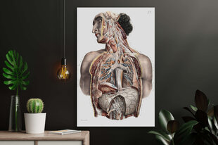 Glezna Anatomija II, 100x70 cm, Wolf Kult цена и информация | Картины | 220.lv