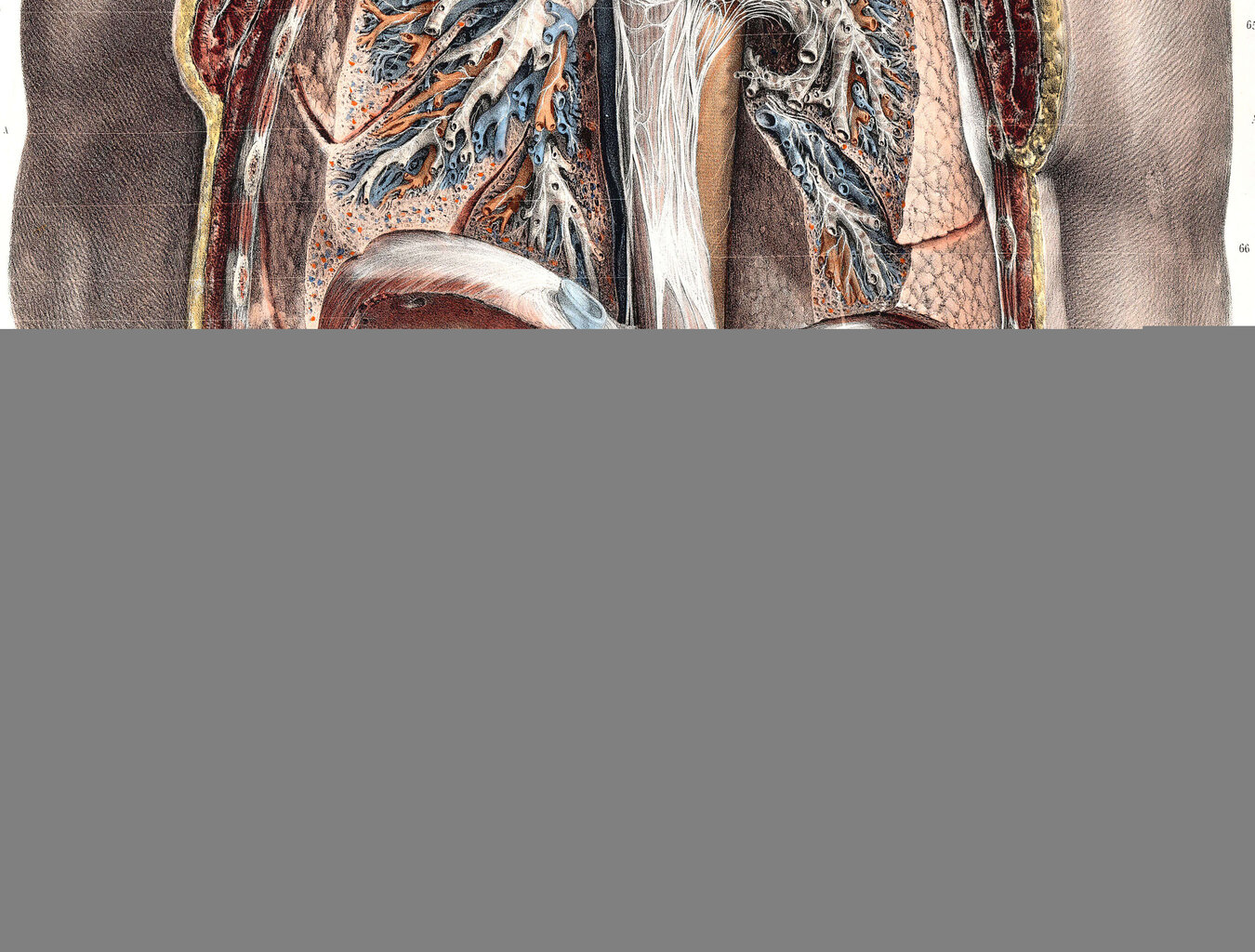 Glezna Anatomija II, 100x70 cm, Wolf Kult cena un informācija | Gleznas | 220.lv