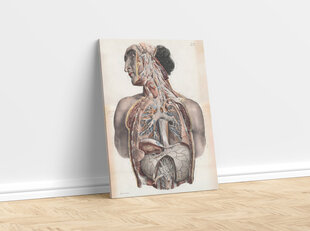 Glezna Anatomija II, 30x40 cm, Wolf Kult cena un informācija | Gleznas | 220.lv