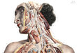Glezna Anatomija II, 40x60 cm, Wolf Kult цена и информация | Gleznas | 220.lv