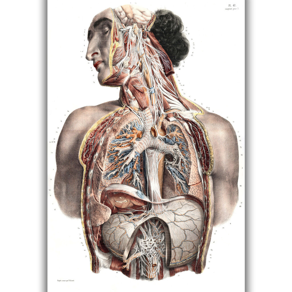 Glezna Anatomija II, 40x60 cm, Wolf Kult cena un informācija | Gleznas | 220.lv