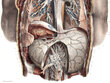 Glezna Anatomija II, 40x60 cm, Wolf Kult cena un informācija | Gleznas | 220.lv