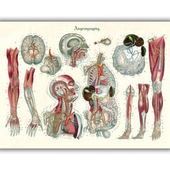 Glezna Anatomija III, 100x70 cm, Wolf Kult cena un informācija | Gleznas | 220.lv