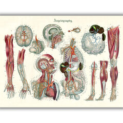 Glezna Anatomija III, 40x60 cm, Wolf Kult cena un informācija | Gleznas | 220.lv