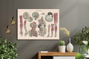 Glezna Anatomija III, 60x80 cm, Wolf Kult цена и информация | Картины | 220.lv