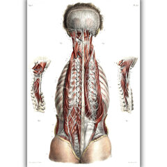 Glezna Anatomija, 100x70 cm, Wolf Kult cena un informācija | Gleznas | 220.lv