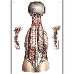 Glezna Anatomija, 30x40 cm, Wolf Kult cena un informācija | Gleznas | 220.lv