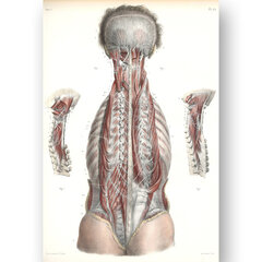 Glezna Anatomija, 40x60 cm, Wolf Kult cena un informācija | Gleznas | 220.lv